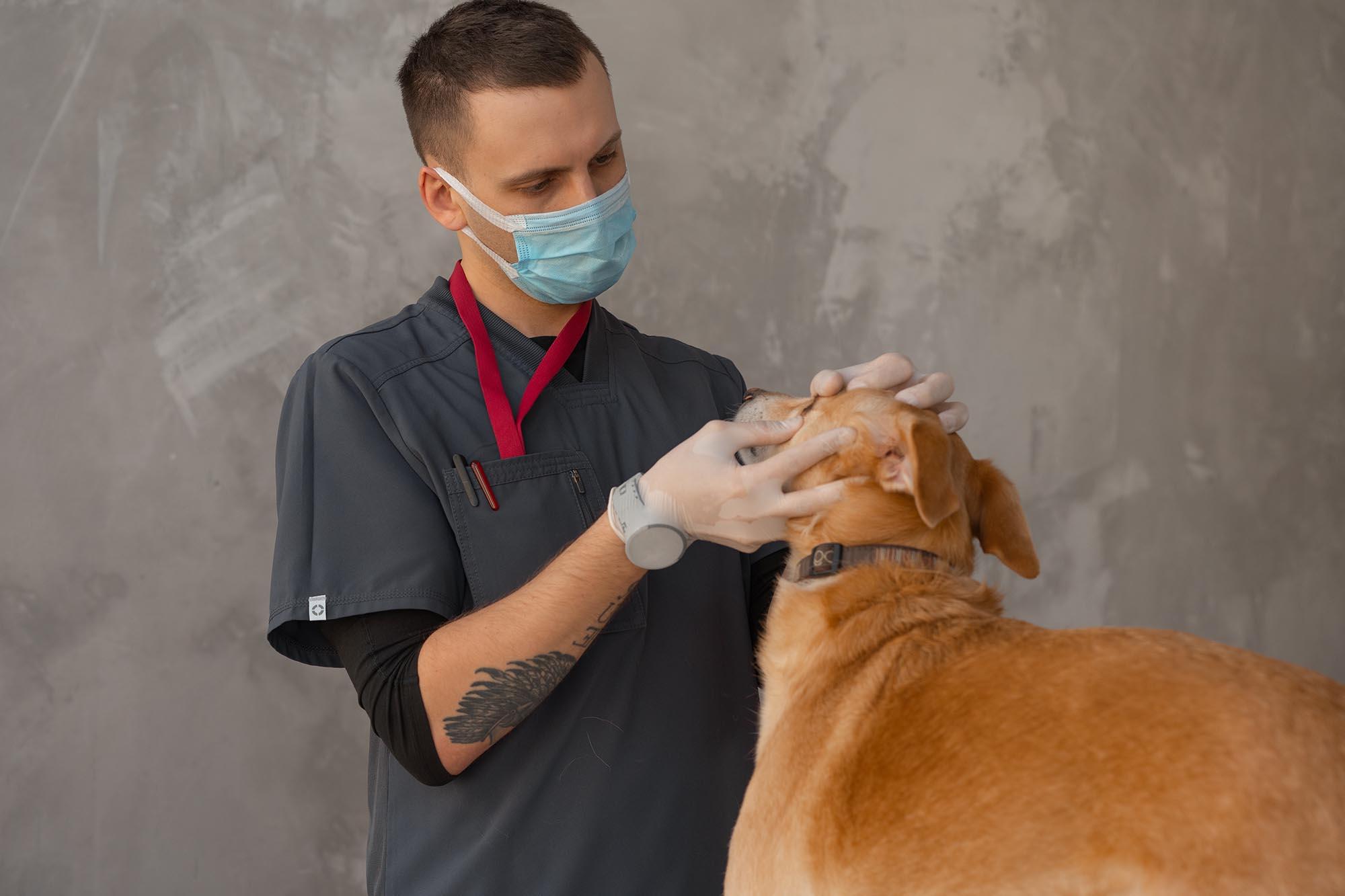 sem/vet-dog-exam